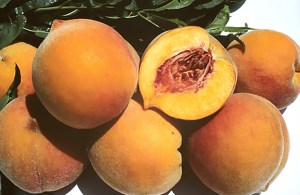Frost Peach